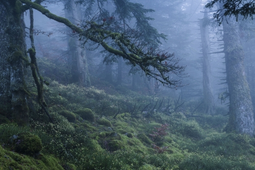 Frédéric-Demeuse-photography-primeval-forest-wald-4